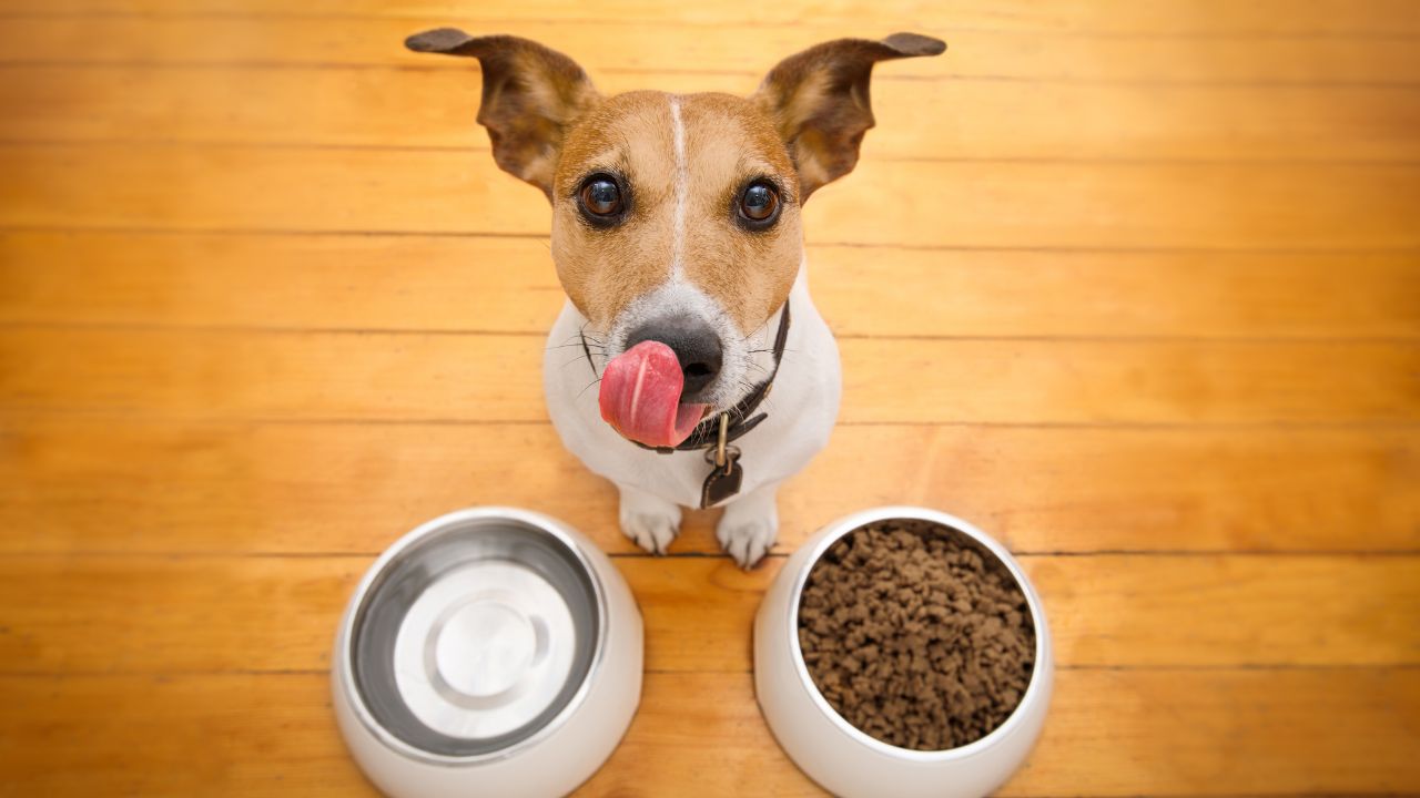 Os pets também engordam! Confira dicas veterinárias para alimentá-los corretamente