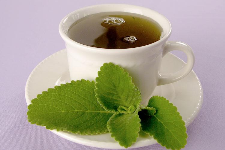 Exagerou na bebida? Confira 5 benefícios do chá de boldo para curar a ressaca 