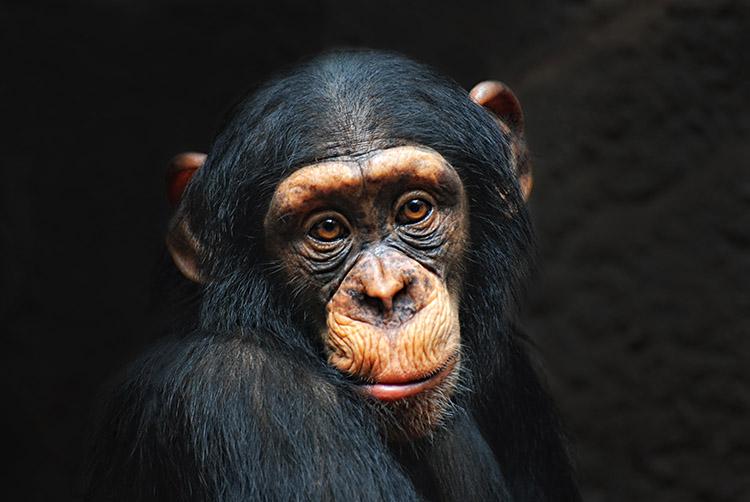 Chimpanzés preferem a amizade com o bando em vez de competirem 