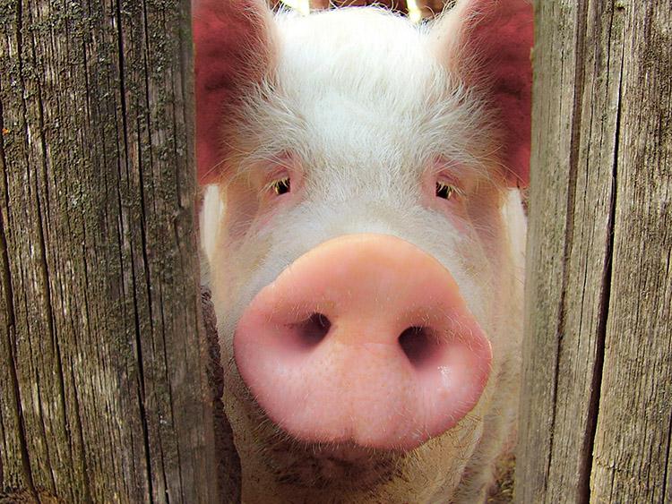 Cientistas tentam criar porcos com órgãos humanos. Será possível? 