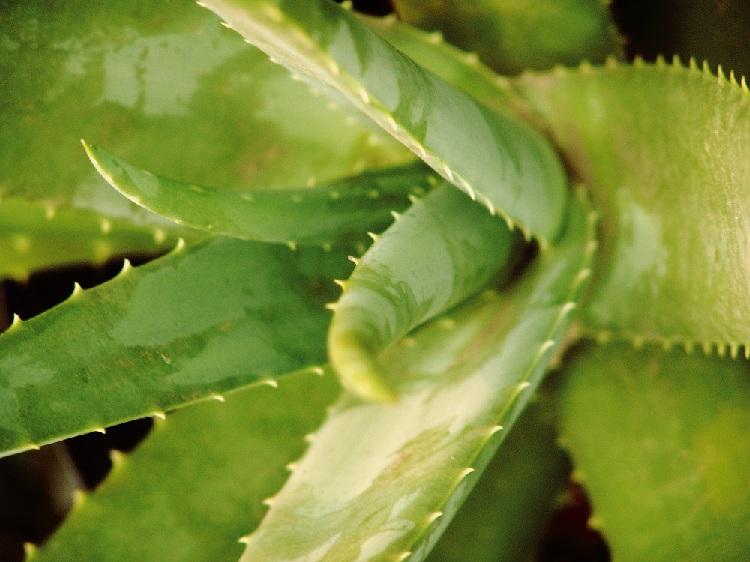 Aloe vera: descubra os poderes desta planta 