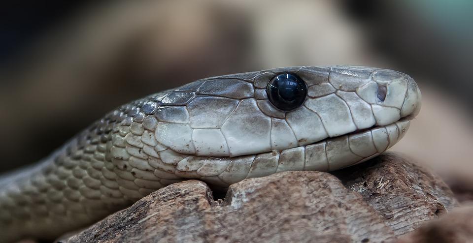 Mundo animal: como funciona o “bote” de uma cobra? 