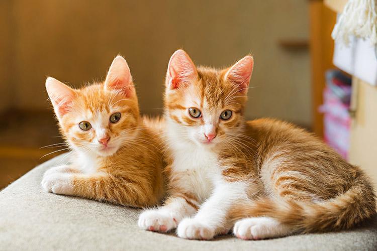 7 fatos que você precisa saber sobre gatos 
