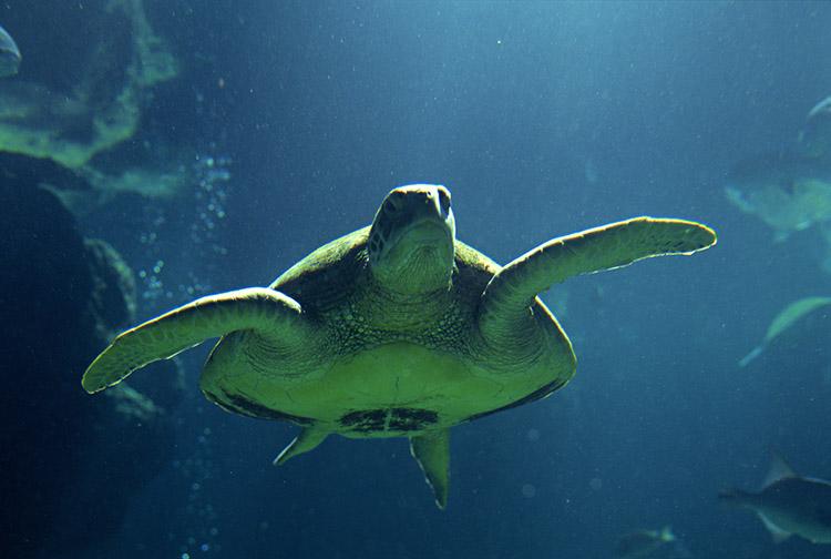 Conheça as tartarugas-marinhas 