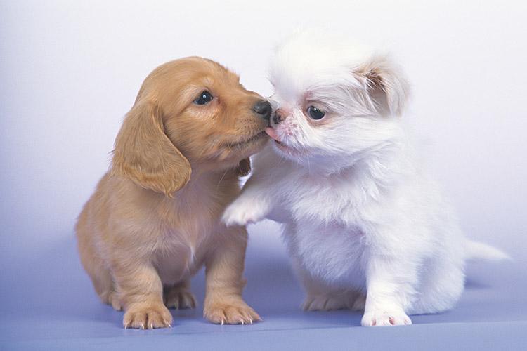 Beijar seu cachorro pode reforçar a imunidade 