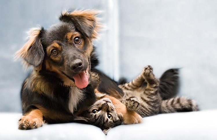 8 dicas para viver com cachorro ou gato em apartamento 