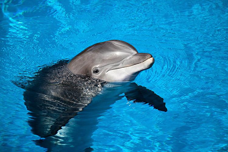 Você sabia que os golfinhos são os animais com a memória mais longa? 