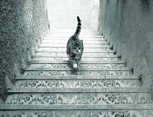 Ilusão de ótica: o gato está subindo ou descendo a escada? 