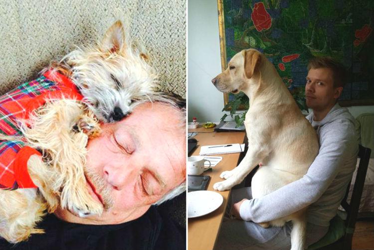 7 fotos de cachorros folgados para alegrar o seu dia 