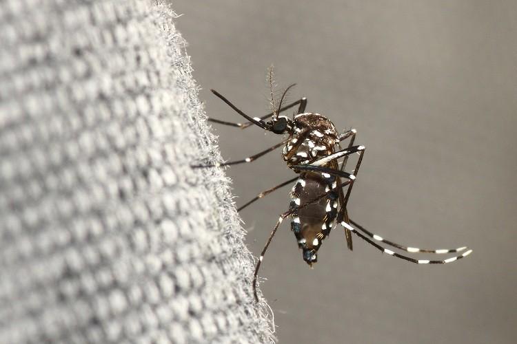 Prevenção contra o zika: 4 dúvidas respondidas 