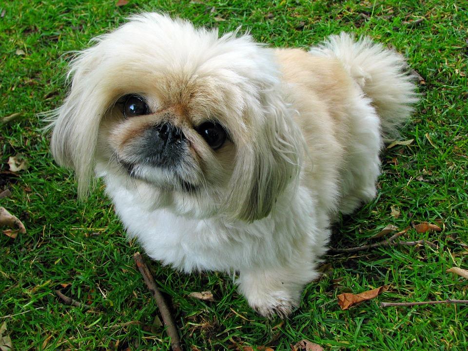 Saiba mais sobre a raça Pequinês, o cãozinho ciumento 