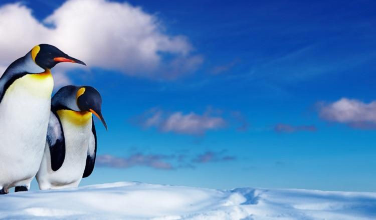 Conheça a história de amor (verdadeiro roteiro de filme) dos pinguins! 