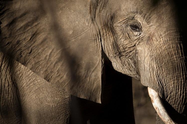 Os elefantes estão sob risco de extinção. Saiba o motivo! 