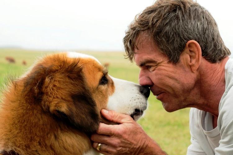 Produção de “Quatro vidas de um cachorro” é acusada de maus tratos 