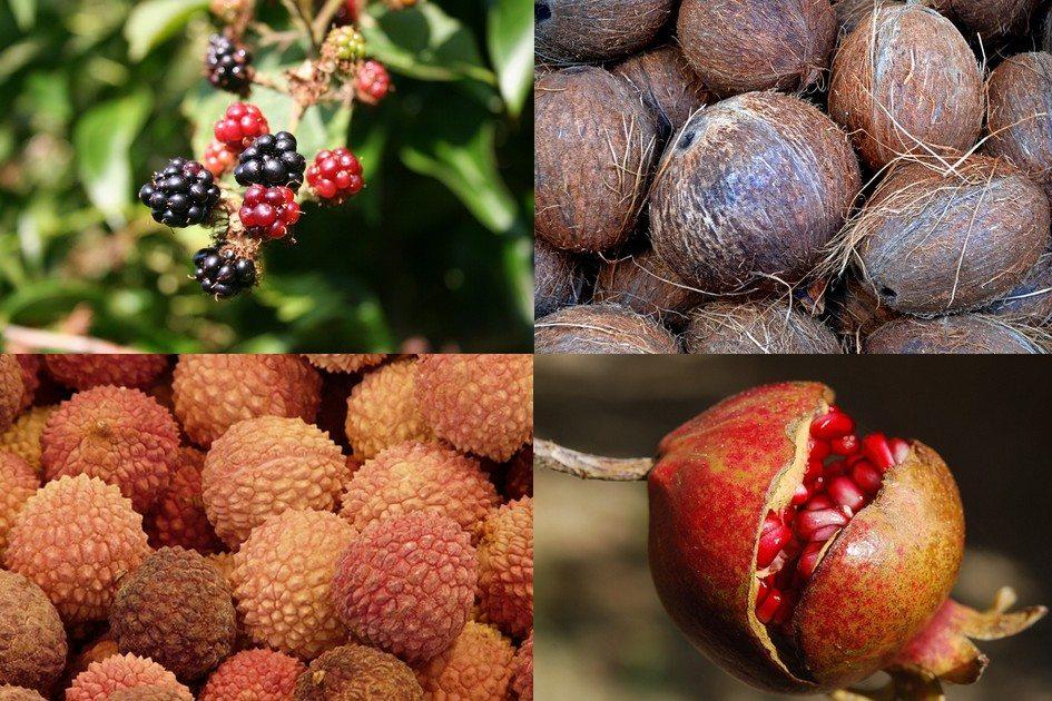 Frutas que emagrecem: descubra quais delícias são aliadas da dieta 
