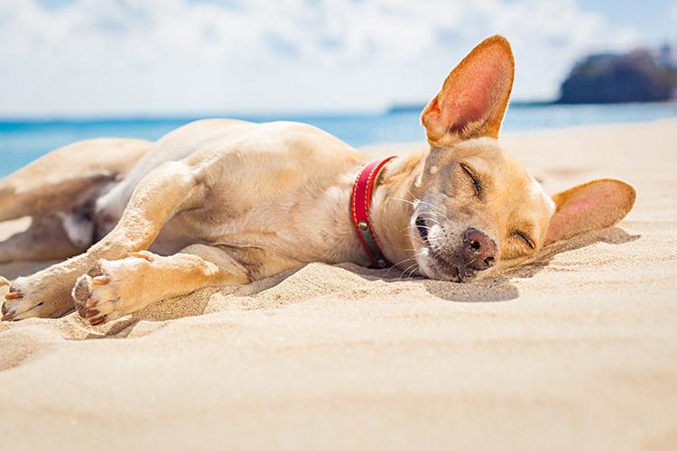 Pets: confira 6 dicas para cuidar do seu animalzinho no verão! 