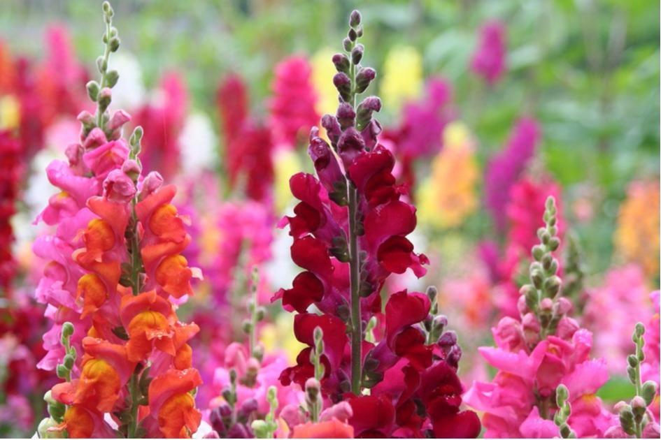 Flores no inverno: plantas precisam de cuidados especiais quando as temperaturas caem! 