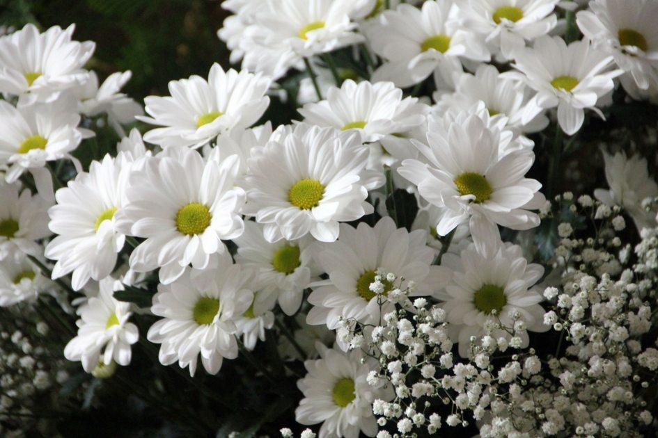 Margaridas: simpatias com flores para seu bem-estar 