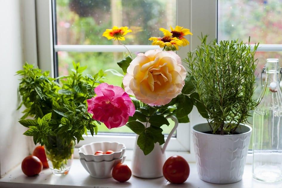 Flores resistentes: conheça 3 espécies para você ter em casa no inverno 