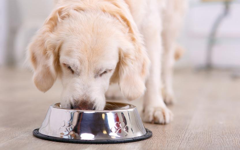 7 dicas para fazer o seu cachorro comer mais devagar 