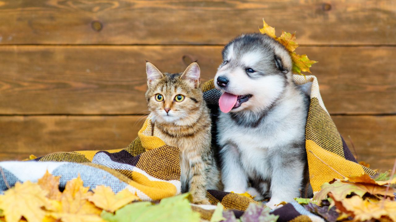 Proteja seu bichano! Tome os cuidados corretos com os pets no outono