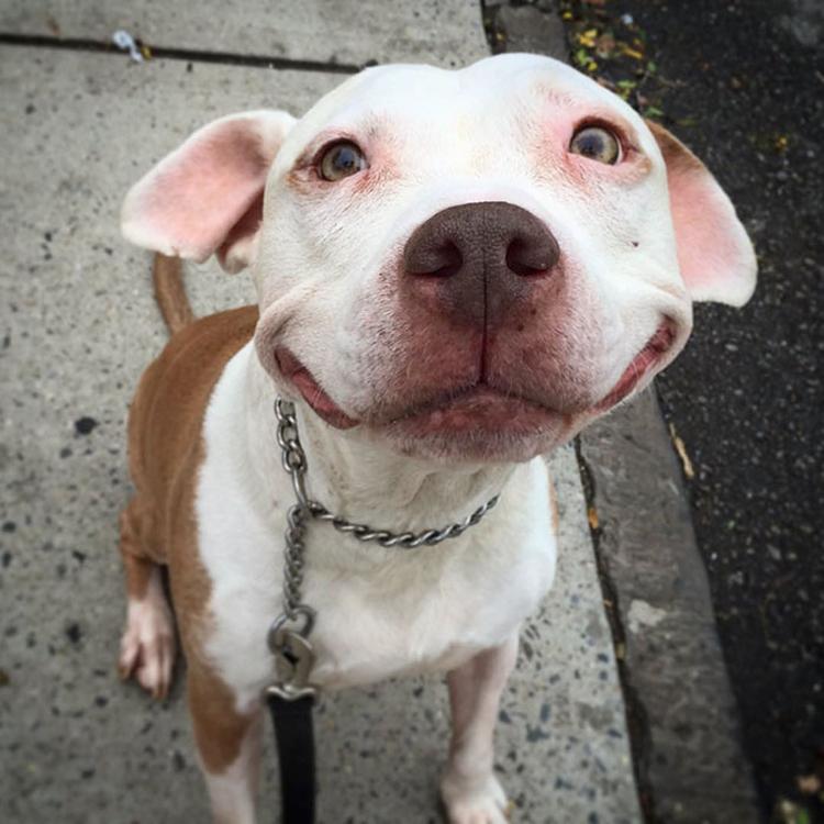 cão da raça pitbull sorrindo