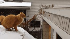 gato caindo do muro