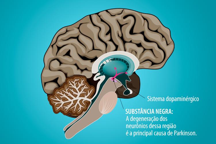Cerebro substancia negra