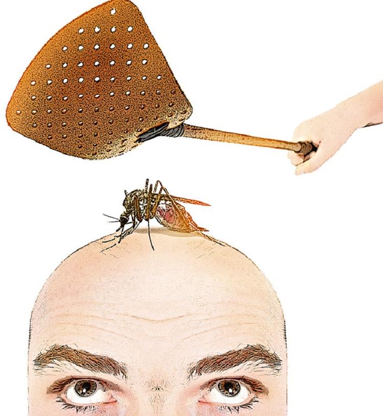 Mosca, mosquito, na cabeça, do homem, raquete, iscas