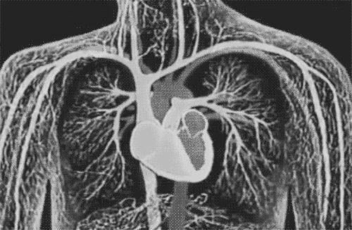 gif de uma foto de um coração humano batendo 