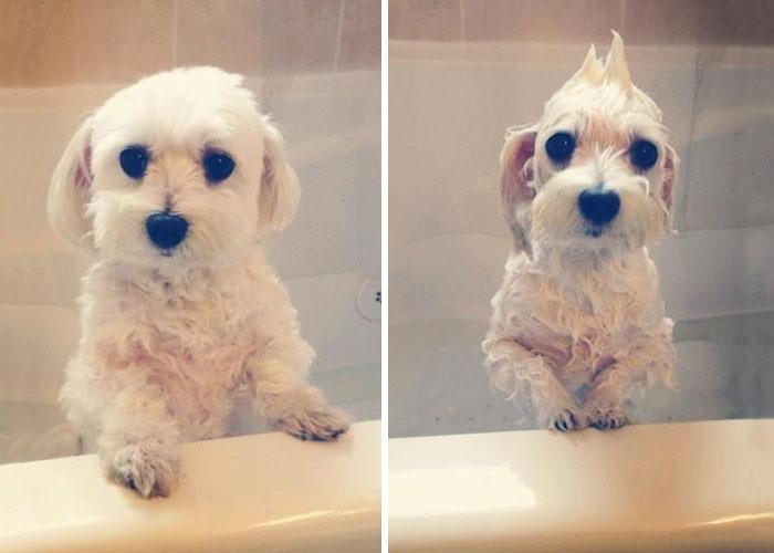 Cachorro molhado durante o banho