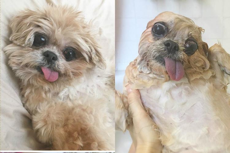 Cachorro molhado durante o banho
