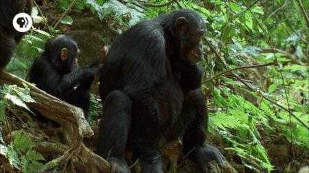 chimpanze-adulto-e-seu-filhote-na-floresta