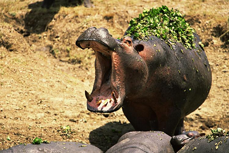 hipopotamo-bocejando-na-beira-do-rio