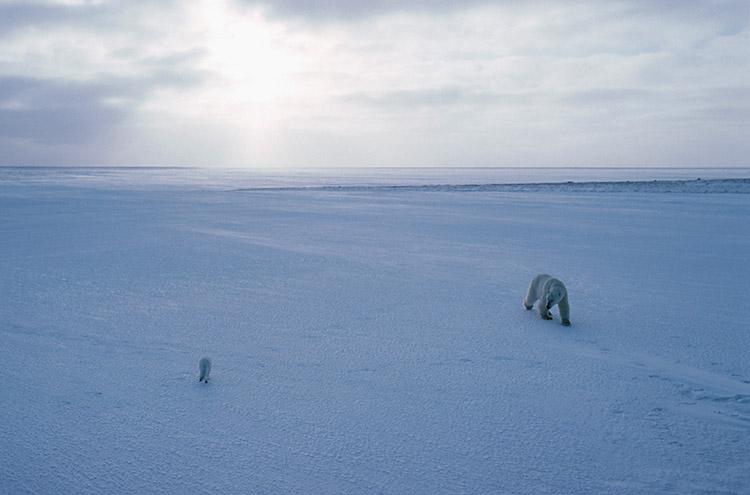 paisagem-imensidao-gelo-urso-polar-caminhando