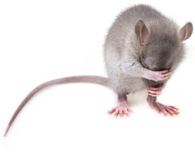 rato-pesquisa-poluicao