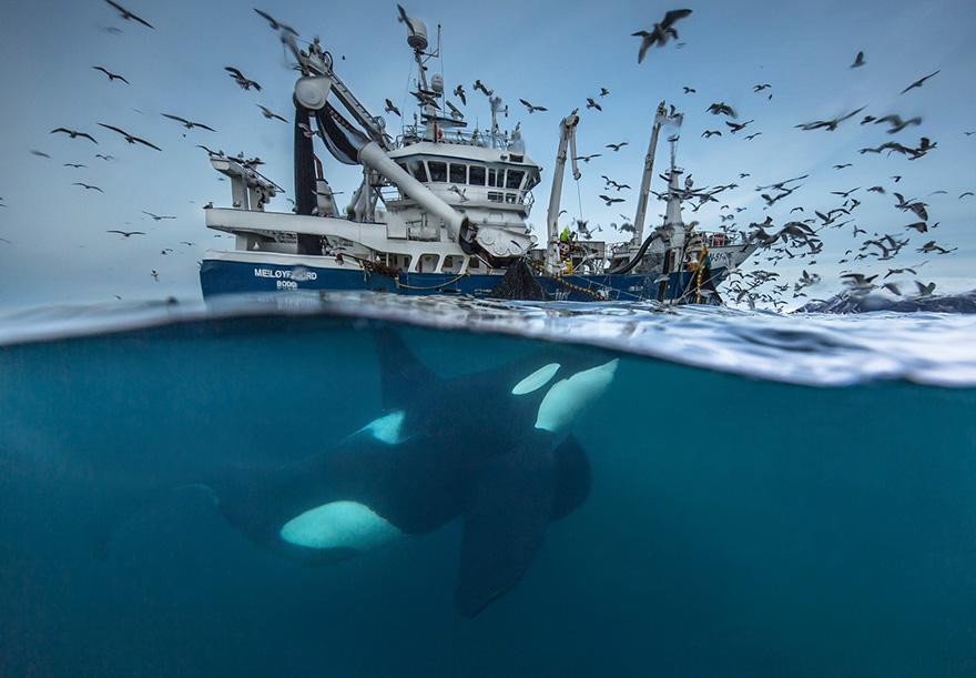 Orca - Wildlife Photographer of the Year 2016
