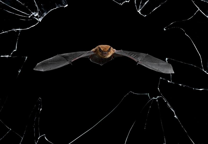 Morcego Wildlife Photographer of the Year 2016