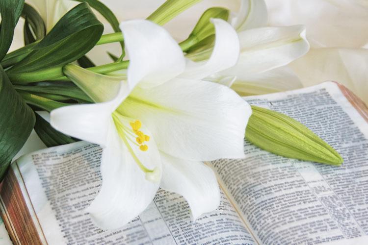 Flor branca sobre uma Bíblia