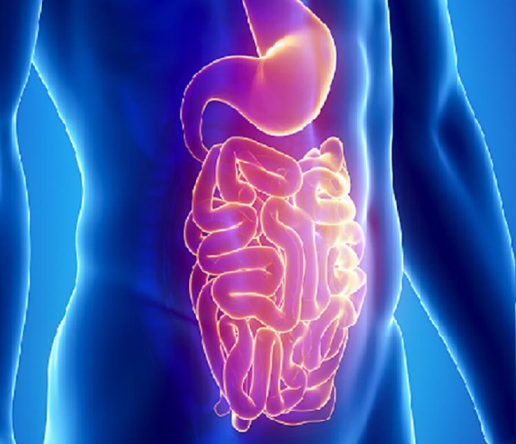 ilustração de um intestino