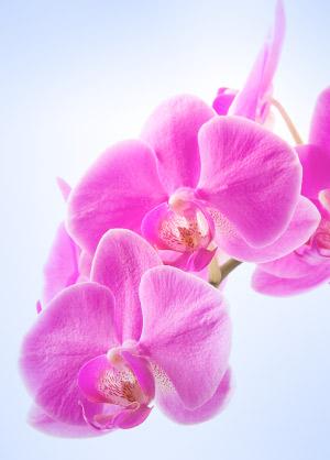 orquídea astrologia das flores jeito de ser
