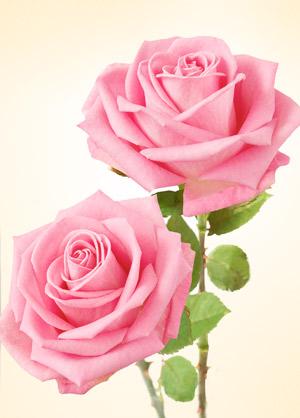 rosa astrologia das flores jeito de ser
