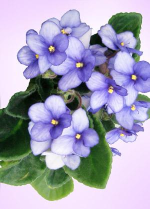 violeta astrologia das flores jeito de ser