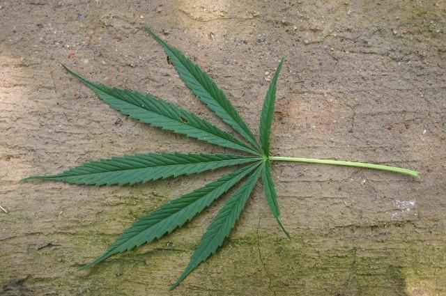folha cannabis sativa