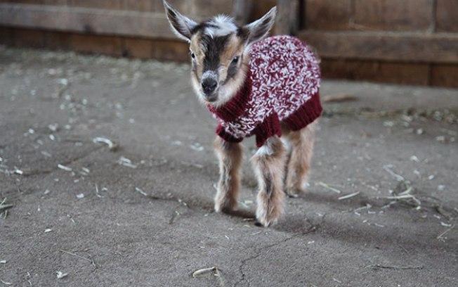 Filhotinhos de cabra ganham casacos para se proteger no inverno