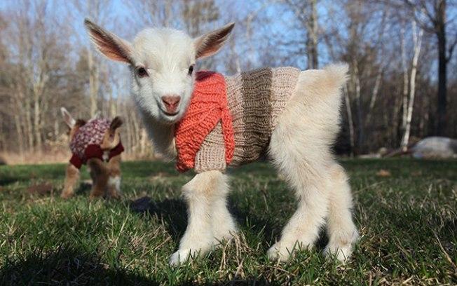 Filhotes de cabra ganham casaquinhos de lã para o frio