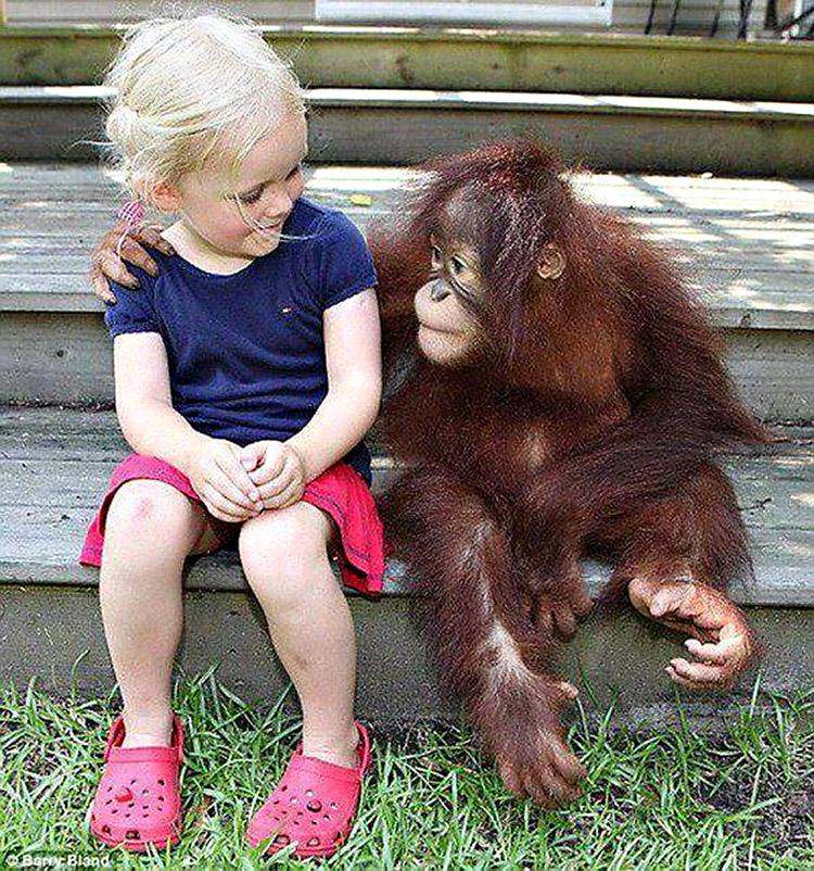 Macaco abraçando menina