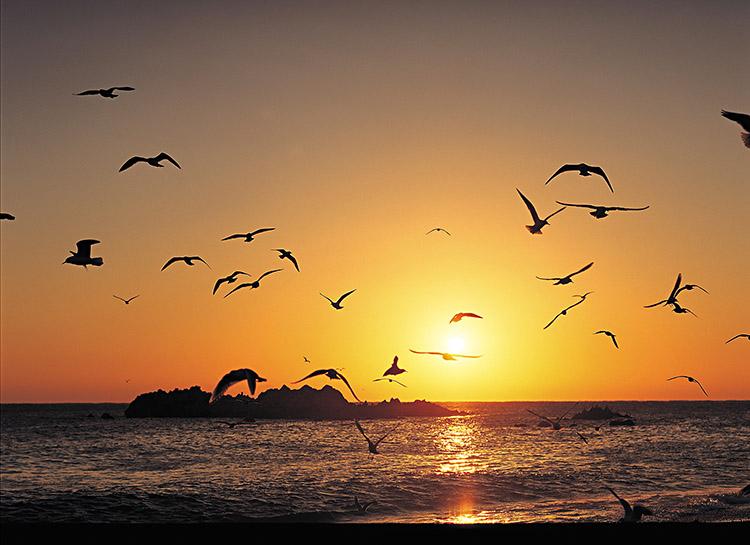 pássaros, pôr do sol, praia, mar
