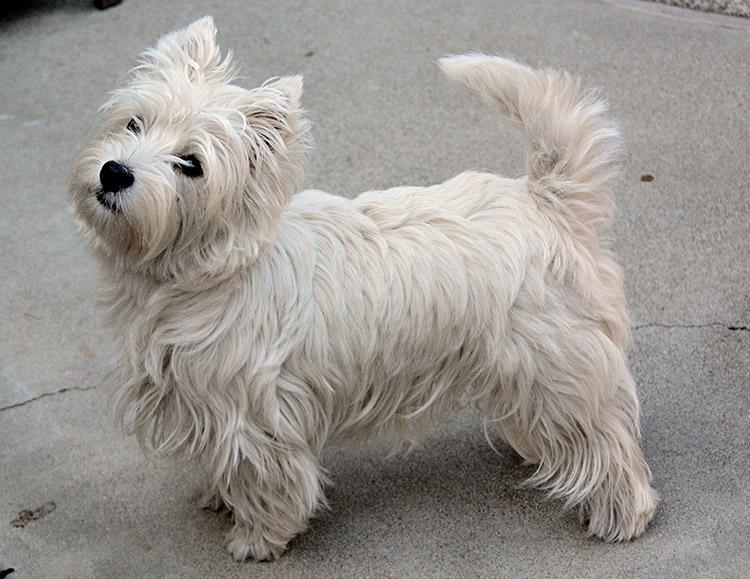 Cão da raça West Highland White Terrier
