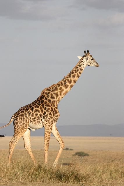 imagem de uma girafa na savana